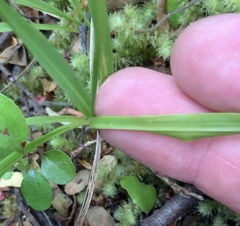 Libertia