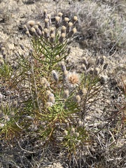 Vernonia lindheimeri