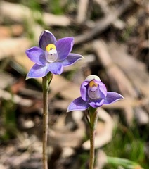 Thelymitra alcockiae