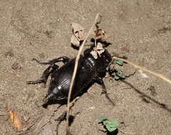 Nicrophorus morio