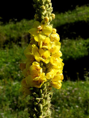 Verbascum lychnitis