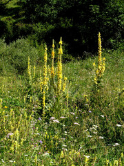 Verbascum lychnitis