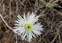 Drosanthemum calycinum