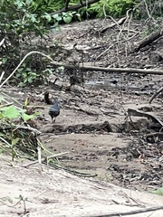 Leucosarcia melanoleuca