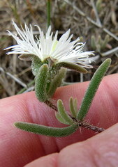 Drosanthemum calycinum