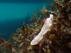 Goniobranchus daphne