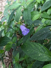 Strobilanthes formosana