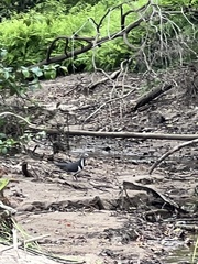 Leucosarcia melanoleuca