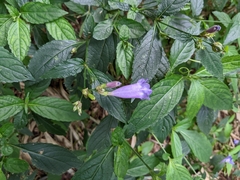 Strobilanthes formosana