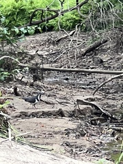 Leucosarcia melanoleuca