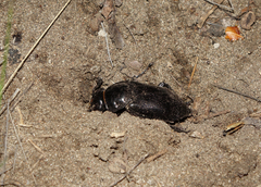 Nicrophorus morio