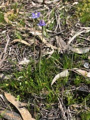 Thelymitra alcockiae