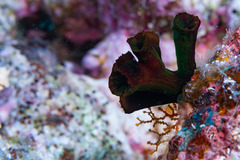 Melithaea