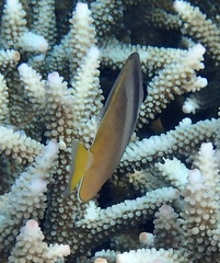 Chaetodon kleinii