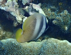 Chaetodon kleinii