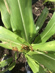 Polistes major major