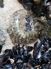 Anthopleura biscayensis