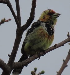 Trachyphonus vaillantii