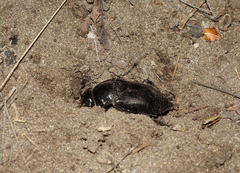 Nicrophorus morio