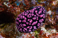 Phyllidiella