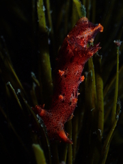 Plocamopherus imperialis