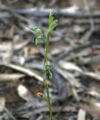 Pterostylis elegantissima