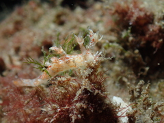 Bornella hermanni