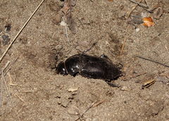 Nicrophorus morio