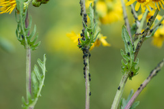 Aphis fabae