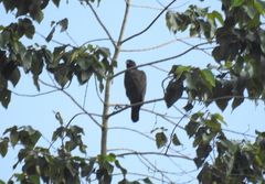 Nisaetus cirrhatus limnaeetus