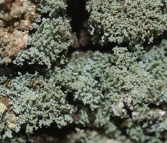 Leprocaulaceae