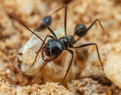 Ocymyrmex robustior