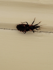 Triatoma sanguisuga