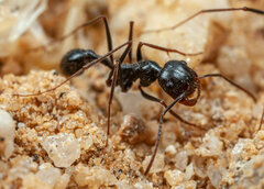Ocymyrmex robustior
