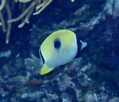 Chaetodon unimaculatus