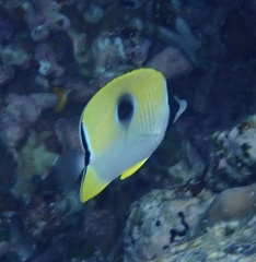 Chaetodon unimaculatus