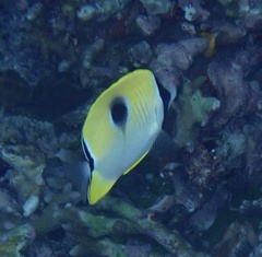 Chaetodon unimaculatus