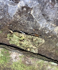 Ichneutica plena