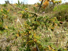 Asparagus capensis