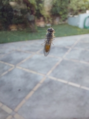 Melanostoma mellinum