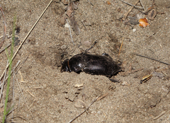 Nicrophorus morio