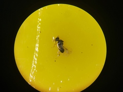 Platygastridae
