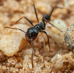 Ocymyrmex robustior