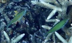 Chromis atripectoralis