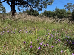Patersonia occidentalis occidentalis