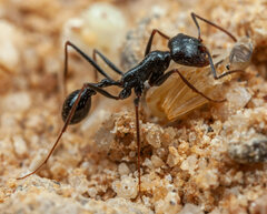 Ocymyrmex robustior