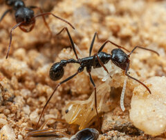 Ocymyrmex robustior
