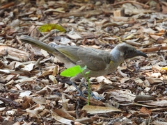 Philemon citreogularis