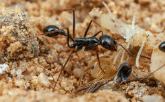 Ocymyrmex robustior