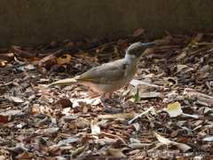 Philemon citreogularis